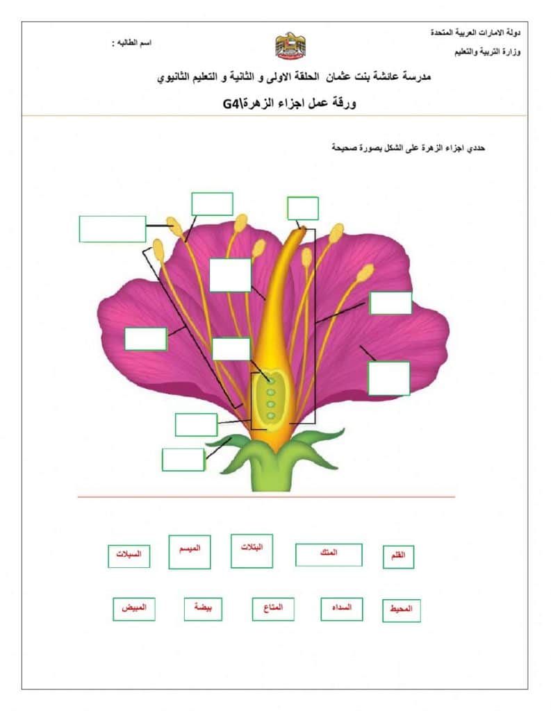 ورقة عمل النباتات اللاوعائية