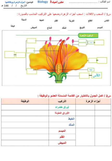ورقة عمل النباتات اللاوعائية