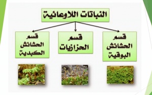 ورقة عمل النباتات اللاوعائية