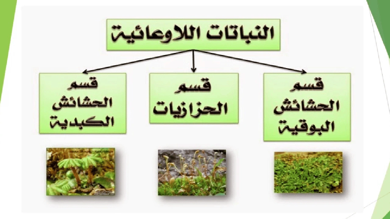 صورة ورقة عمل النباتات اللاوعائية