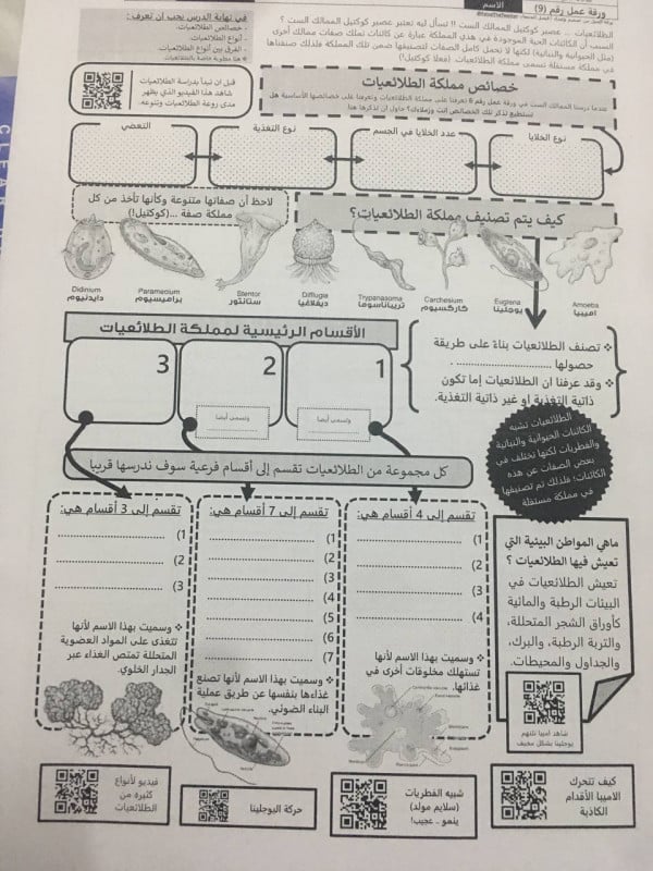 ورقة عمل تنوع مملكة الطلائعيات