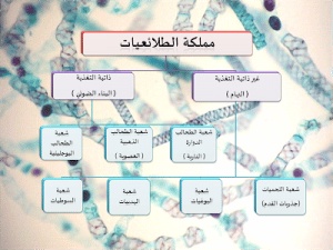 ورقة عمل تنوع مملكة الطلائعيات