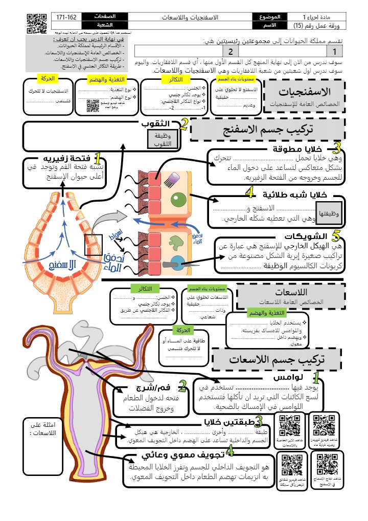 ورقة عمل تنوع مملكة الطلائعيات