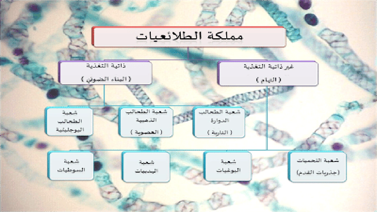 صورة ورقة عمل تنوع مملكة الطلائعيات