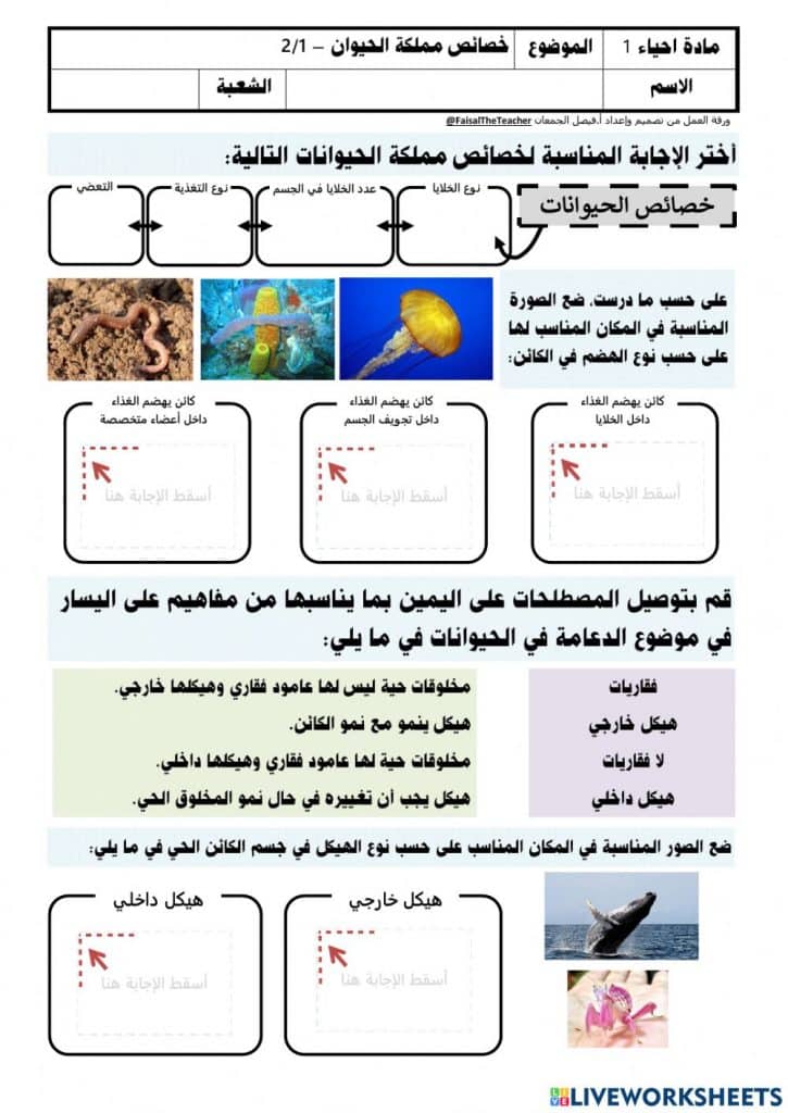 ورقة عمل خصائص الحيوانات