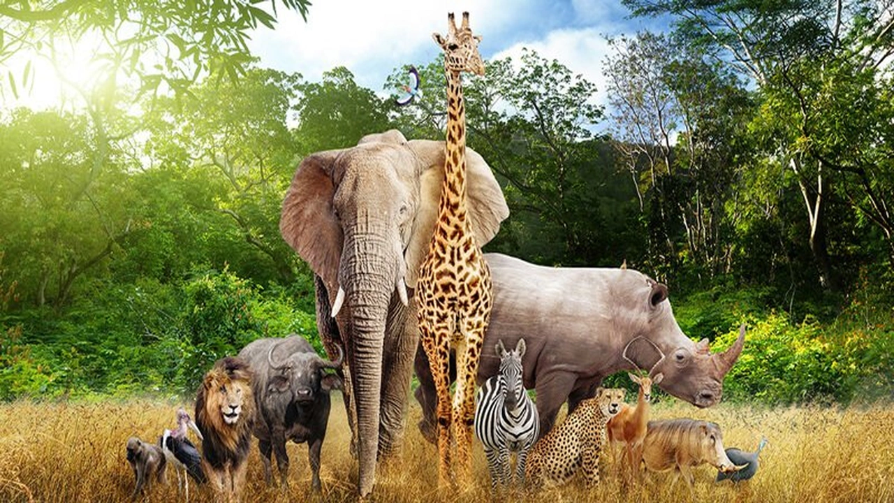 صورة ورقة عمل خصائص الحيوانات