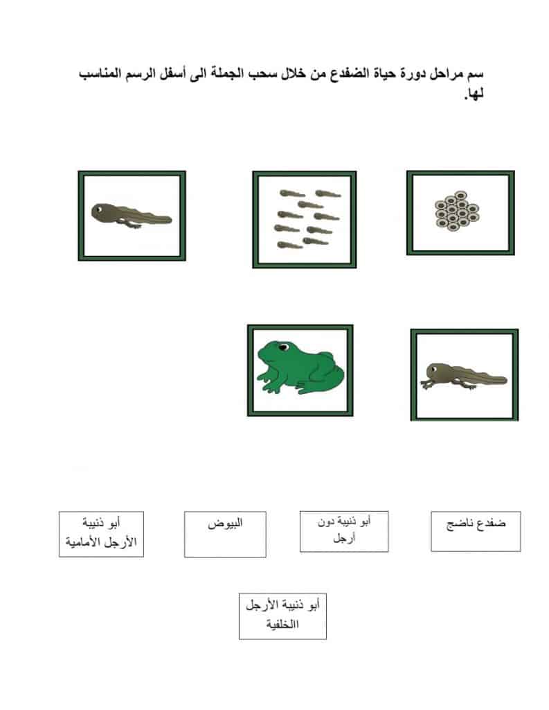 ورقة عمل دورة حياة الضفدع