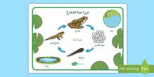 ورقة عمل دورة حياة الضفدع