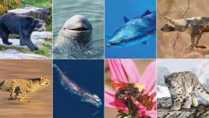 برزنتيشن عن حيوان مهدد بالانقراض