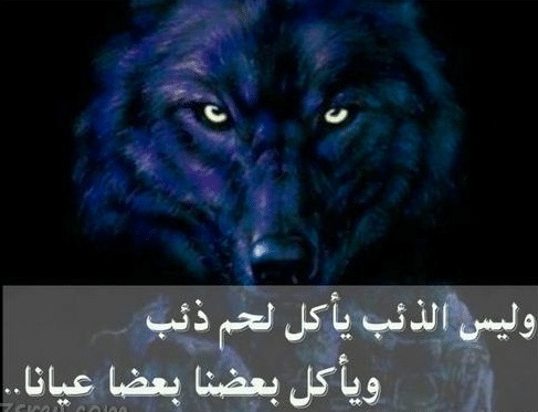 شعر وصف الذيب