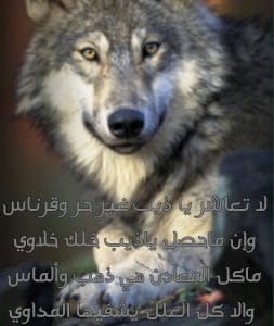 شعر وصف الذيب