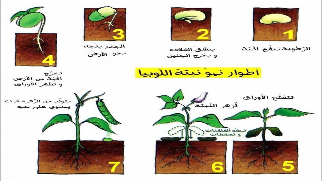 مراحل نمو النبات بالصور | السعودية