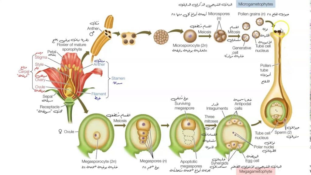 مطويات عن دورة حياة النبات