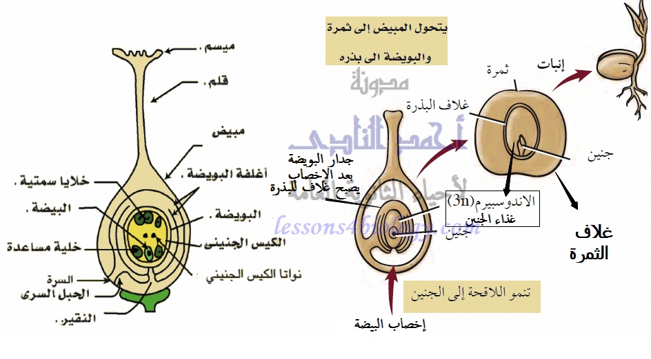 مطويات عن دورة حياة النبات