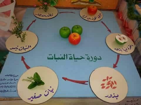 مطويات عن دورة حياة النبات
