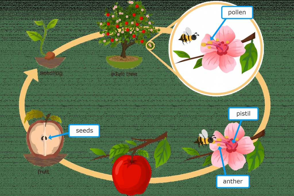 مطويات عن دورة حياة النبات