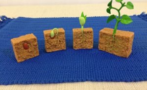 مطويات عن دورة حياة النبات