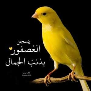 أمثال شعبية عن الحيوانات