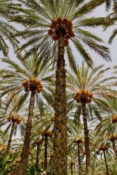 أمثال شعبية عن النخلة