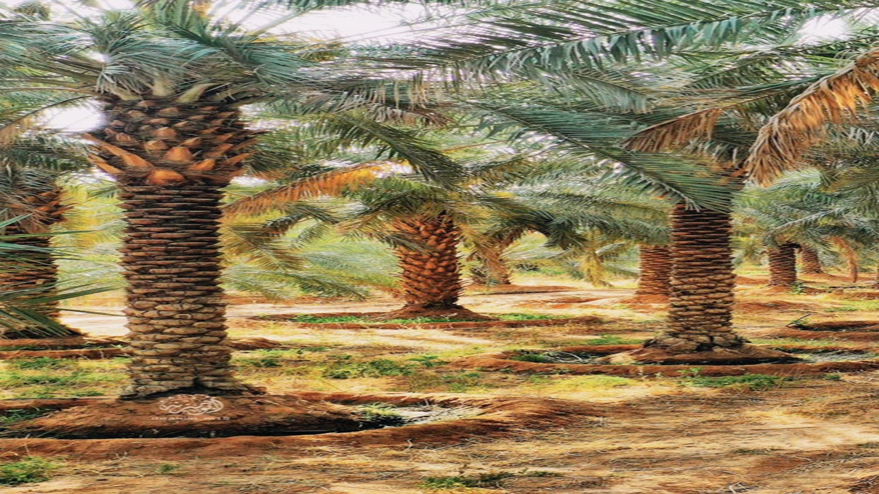 صورة أمثال شعبية عن النخلة