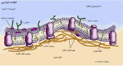 أمثلة على خلايا حقيقية النواة