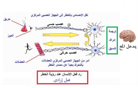 أمثلة عن الفعل الإرادي