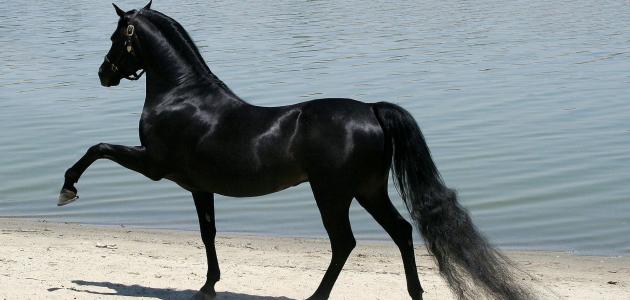 ابيات شعر في جمال الخيل