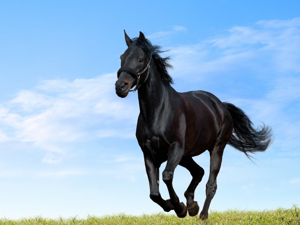 ابيات شعر في جمال الخيل