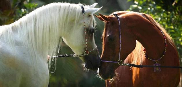 ابيات شعر في جمال الخيل