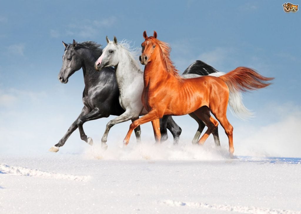 ابيات شعر في جمال الخيل