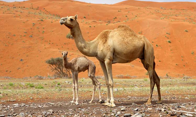 اجمل ما قيل عن الابل