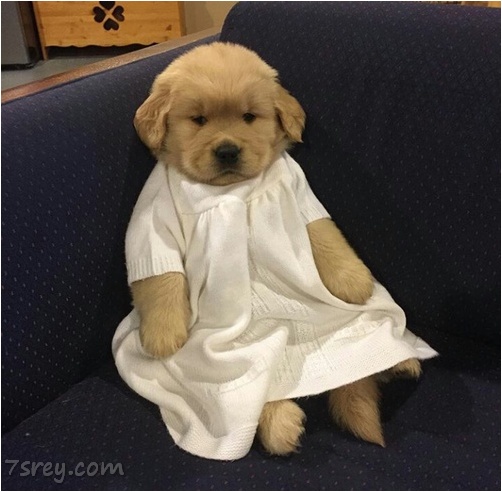 احلى صور حيوانات جميلة