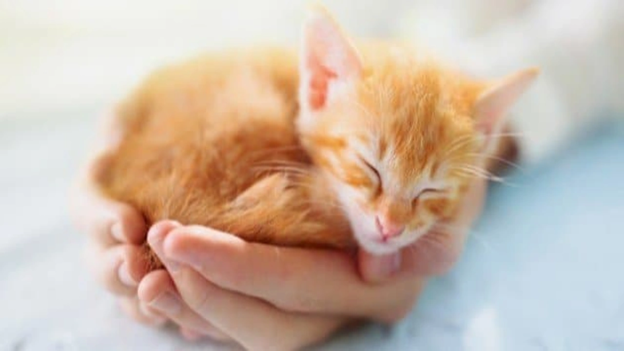 صورة اذاعة مدرسية عن الرفق بالحيوان