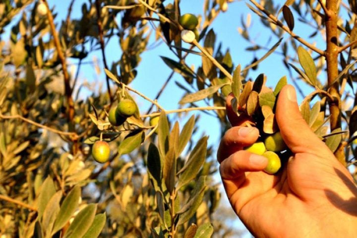 اذاعة مدرسية عن الزيتون