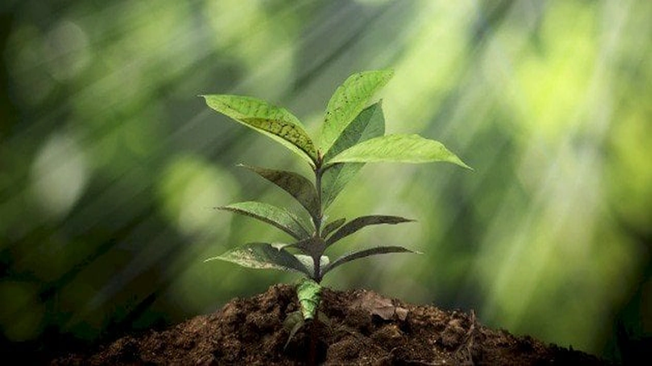 صورة اذاعة مدرسية عن الكلمة الطيبة