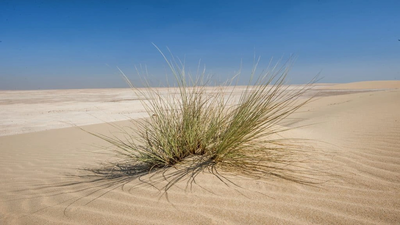 صورة اسماء النباتات الصحراوية في الكويت