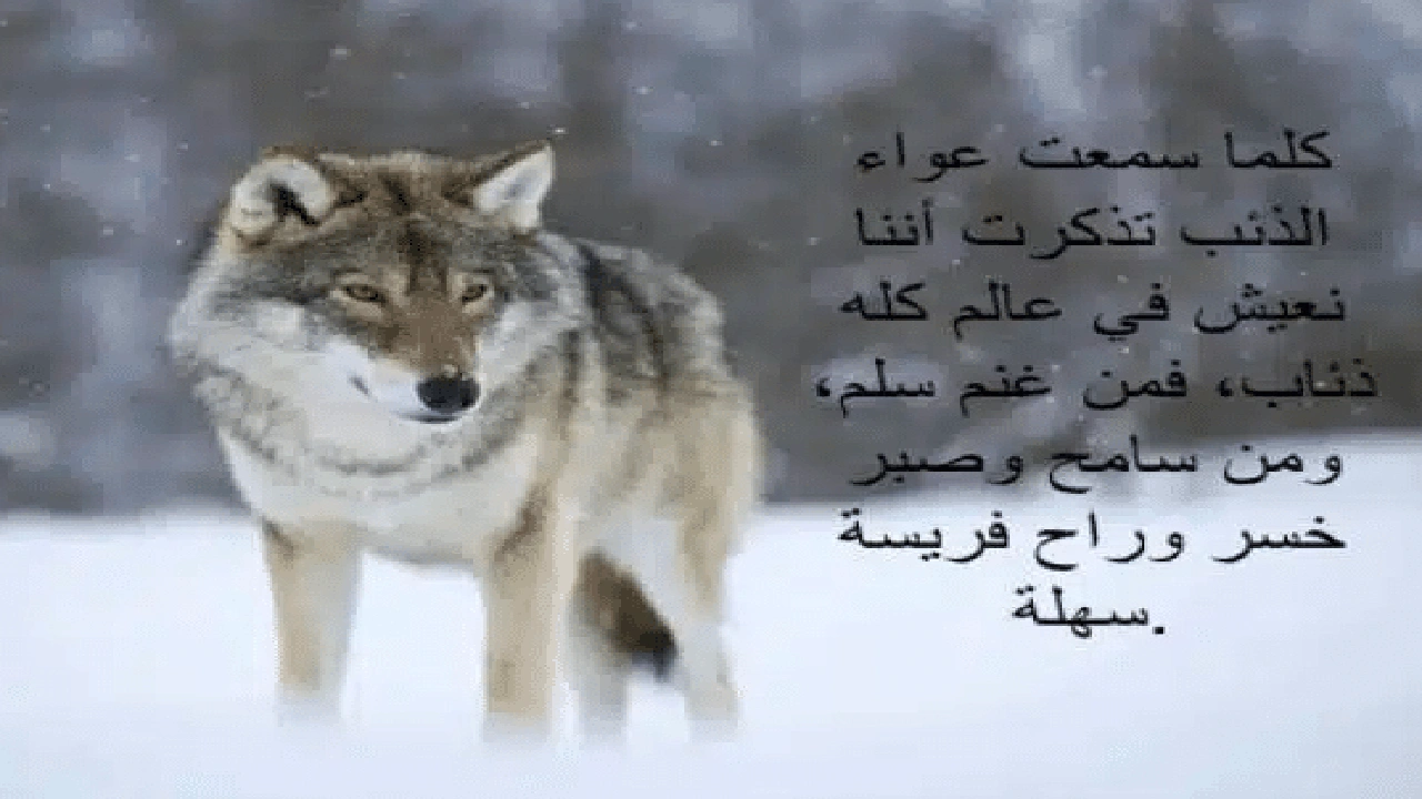 صورة اشعار عن الذيب