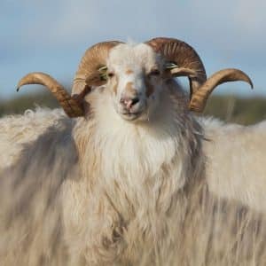 افضل تطبيق ذبائح في المدينة المنورة