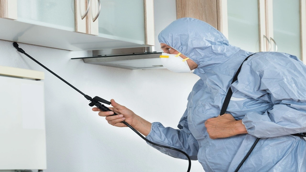 صورة افضل شركة مكافحة حشرات بالرياض