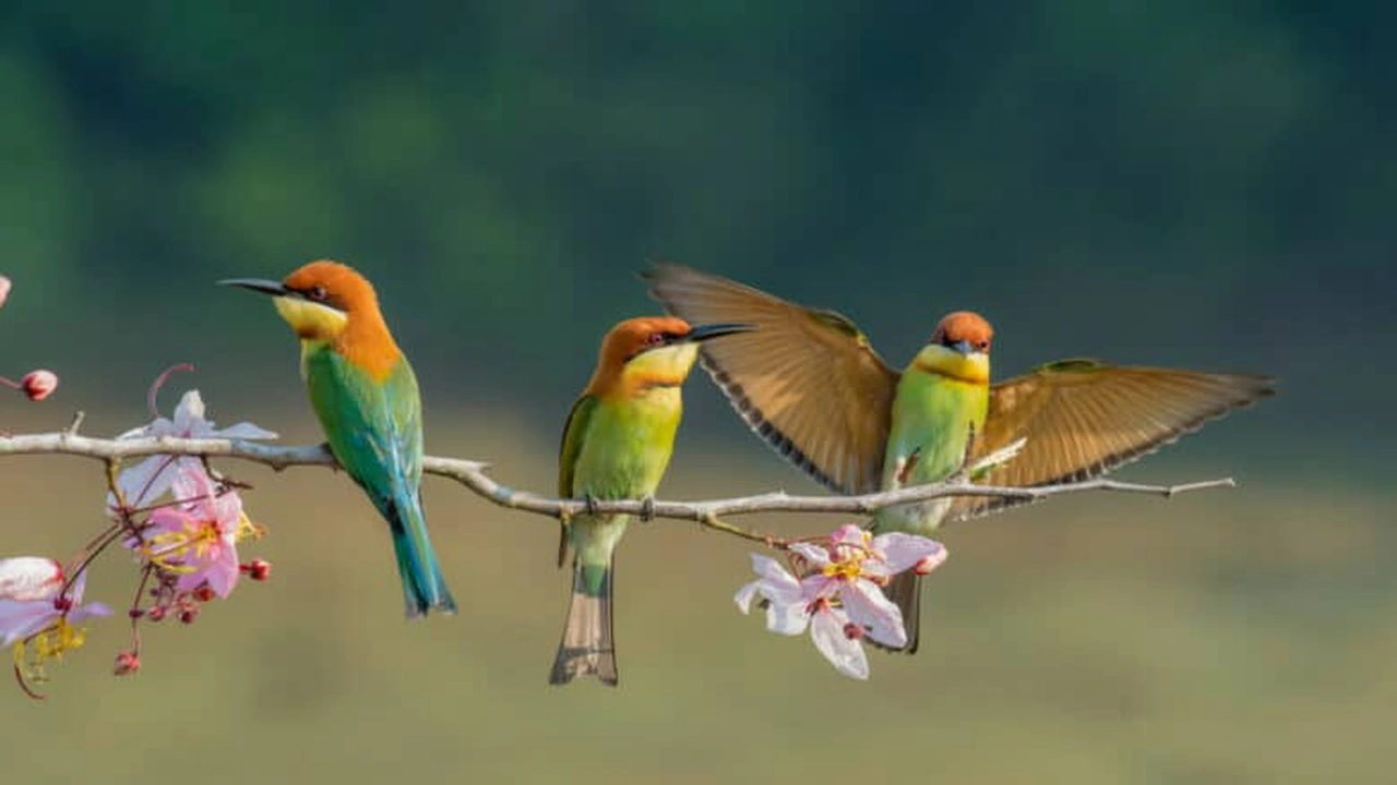 صورة اقتراح اسماء طيور