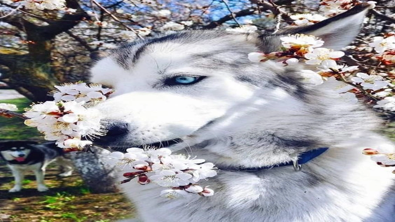 صورة اقتراح اسماء كلاب