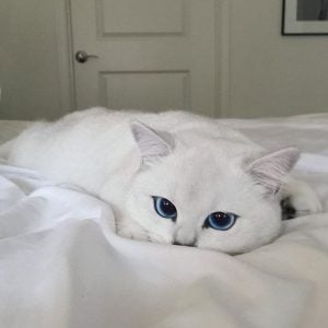 اقتراحات اسماء قطط ذكور