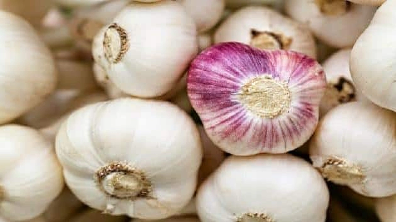 صورة الفرق بين الثوم الذكر والثوم العادي