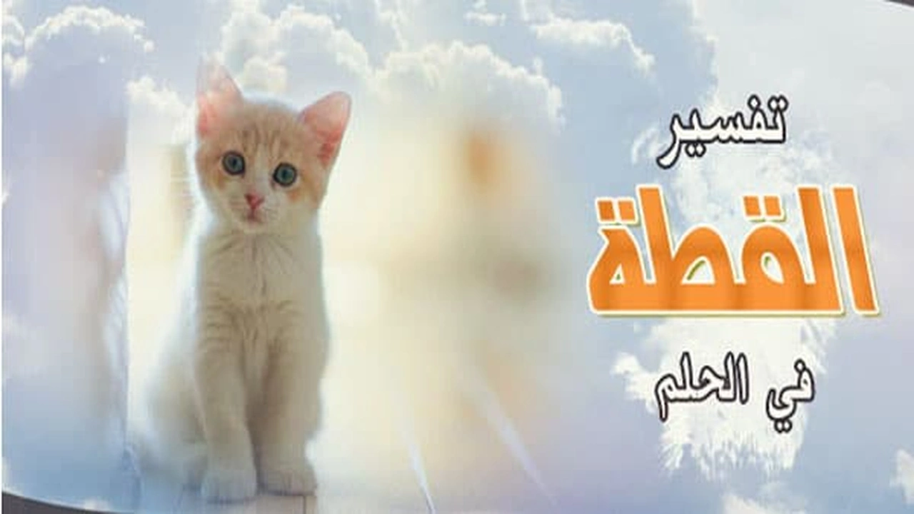 صورة القطة في المنام وتفسير رؤية القطط في الحلم بالتفصيل