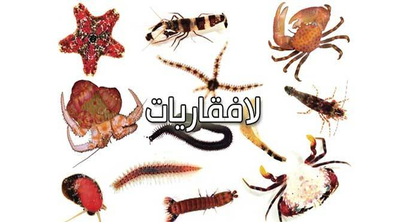 صورة امثلة عن الحيوانات اللافقارية