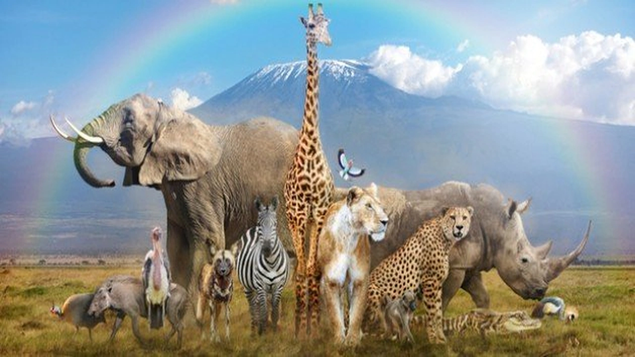 صورة امثلة عن الحيوانات المهددة بالانقراض