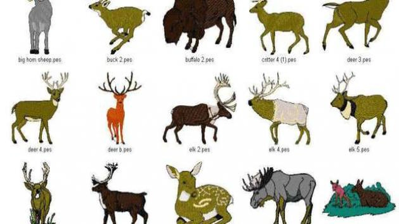 صورة امثلة عن الحيوانات ذات الحوافر