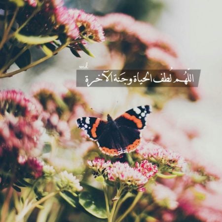 بايو انستا سوفت