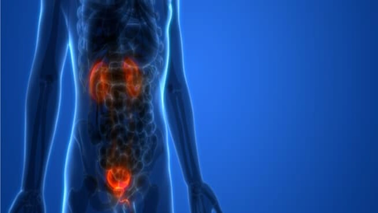 صورة بحث جامعي عن الجهاز البولي