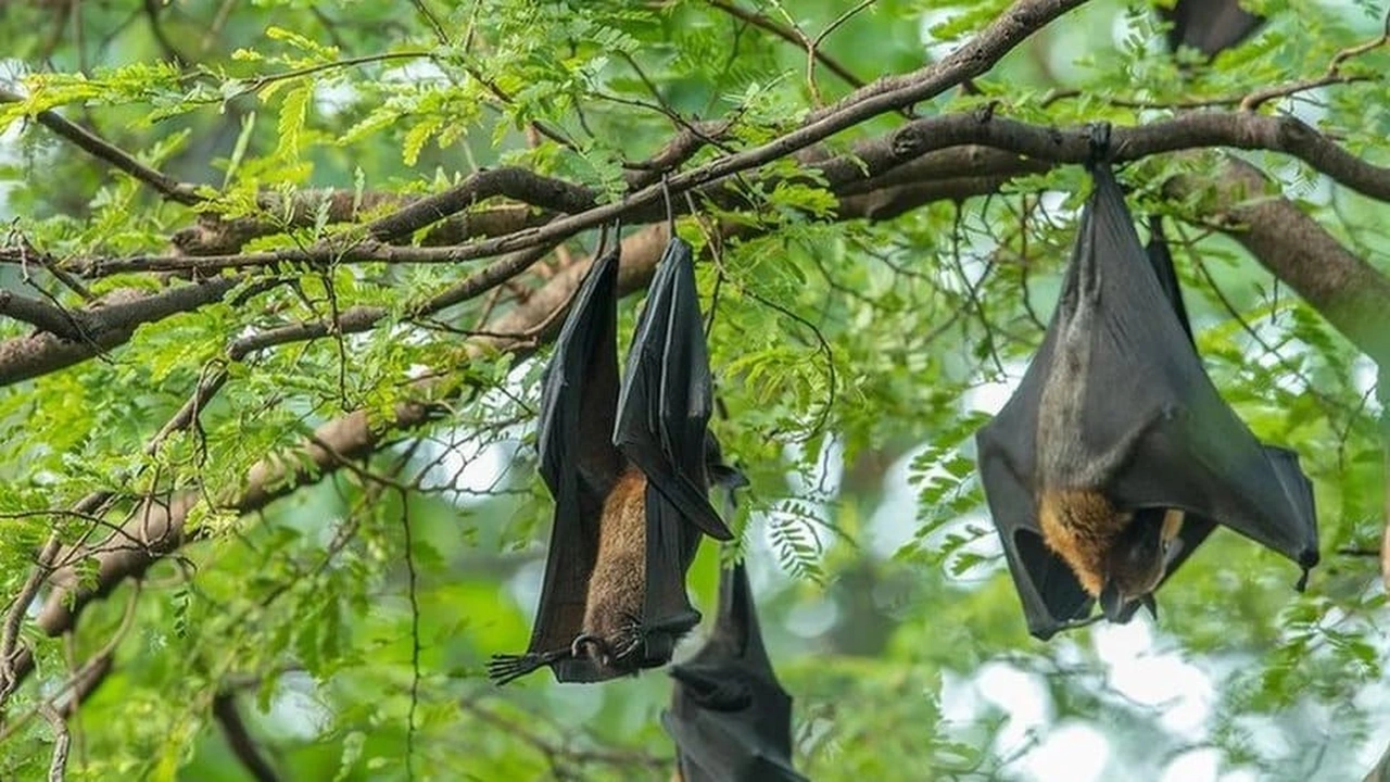 صورة بحث علمي عن الخفافيش